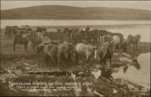 Pony - Shetland Ponies & Scott Quote c1910 Real Photo Postcard #3