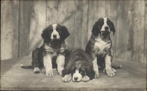 St Bernard ?? Puppy Dogs c1910 Real Photo Postcard