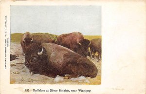 Buffaloes at Silver Heights Winnipeg, Canada Buffalo Unused 