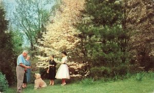 Postcard Dogwood Virginia's State Flower 