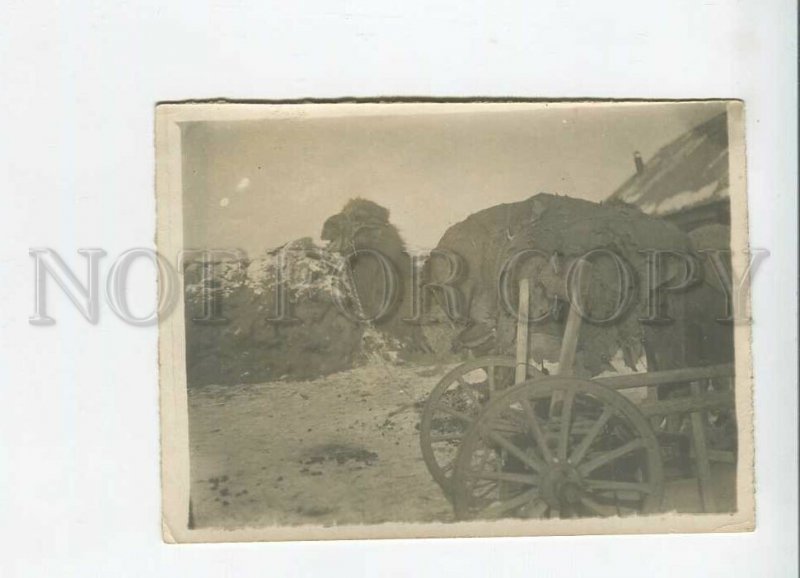 3183910 Turkmenistan Camel photo ASHKHABAT 1933 year