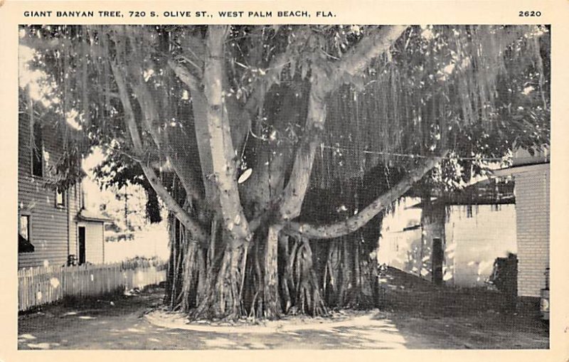 Giant Banyan Tree  Palm Beach FL