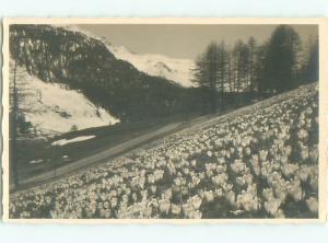 rppc 1920's BEAUTIFUL FLOWERS ON THE FIELD BESIDE SNOWY MOUNTAIN AC8896