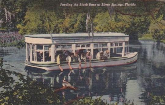 Florida Silver Springs Feeding The Black Bass From Glass Bottom Boat 1953 Cur...