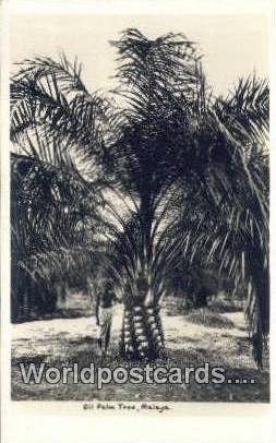 Real Photo Oil Palm Treet Malaya Malaya, Malaysia Unused 