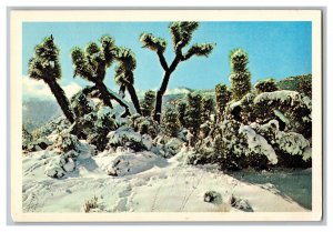 Winter On The Desert Colorado & Mohave Deserts Postcard Continental View Card