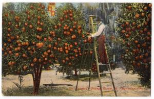 Dr Garnett's Orange Grove, St Augustine Fl