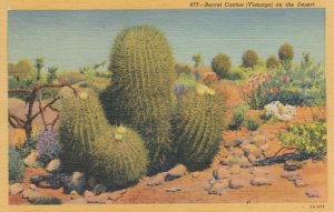 Barrel Cactus (Visnaga) on the Desert, 1930-40s