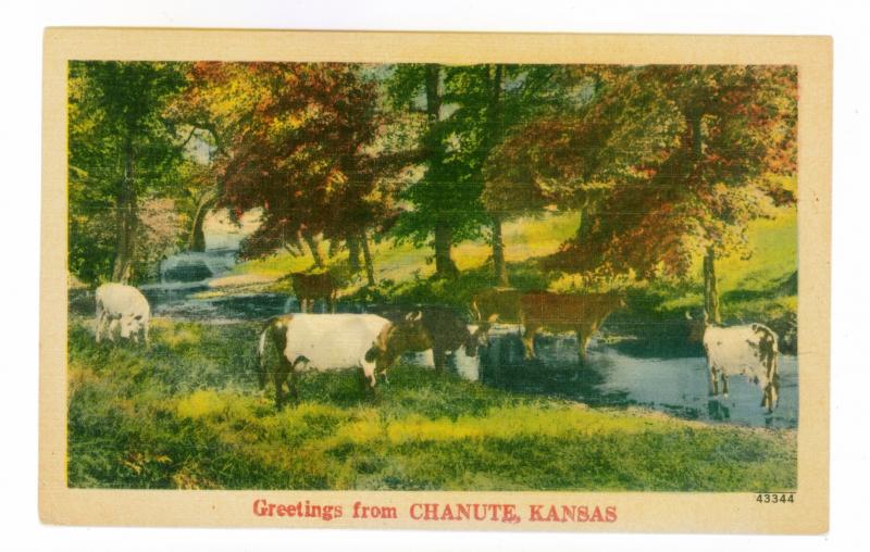 Greetings From Chanute, Kansas unused Linen Postcard,  Cows & Cattle