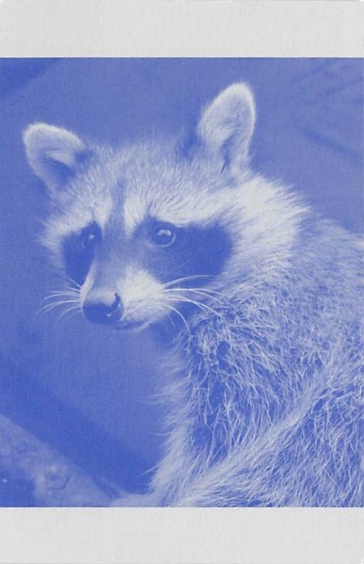 Single Racoon Raccoon Unused 