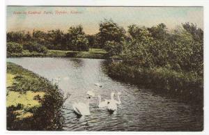 Swans Central Park Topeka Kansas 1910 postcard