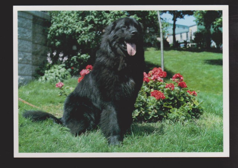 NEWFOUNDLAND - Famous Newfoundland Dog - 1960s - Unused