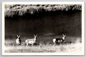 RPPC Antelope America's Fleetest Game Animal Photo By Ross Hall Postcard K24