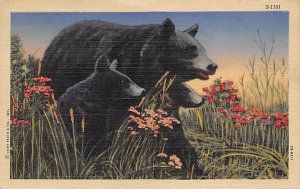 Black Bear and Cubs Bear 1951 