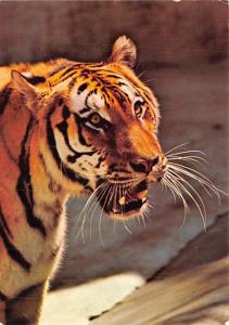 San Diego Zoo - Siberian Tiger