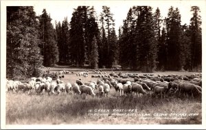 RPPC Sheep in Gren Pastures, Parowan Mts Cedar Breaks UT Vintage Postcard V45