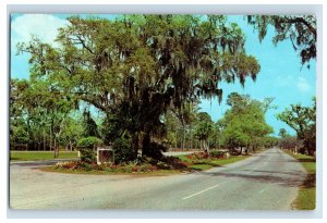 Vintage Highway Entering Jekyll Island, Georgia. Flordia Postcard F123E