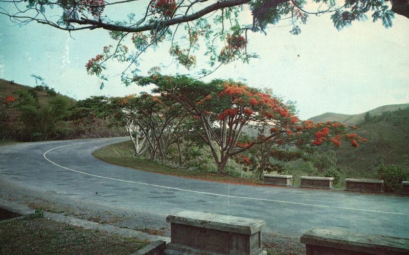 Flamboyant Trees Country Side Roadways Charm Puerto Rico Vintage Postcard 1967