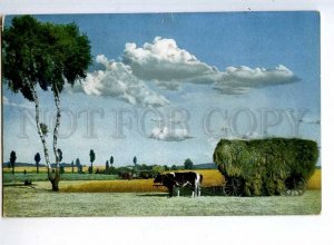 241162 GERMANY COW fodder Vintage Photochromie postcard