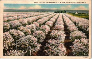 Cherry Orchard in Full Bloom,Door County,WI