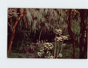 Postcard Fern Grotto, Kapaʻa, Hawaii