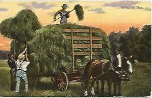 Pitching Hay Horse drawn Hay Wagon Farmers Sunset Vintage Postcard