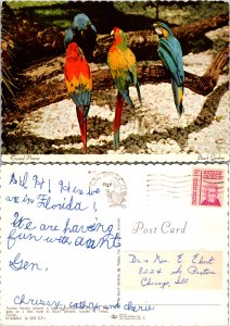 Trained Parrots (12690