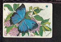 Butterfly,Winton Postcard 