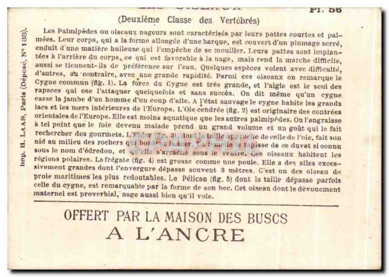 Chromo Offered By La Maison Des buscs A L & # 39Ancre waterfowl Duck Swan