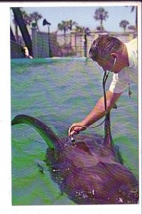 Kay, Pilot Whale, Marineland, Florida