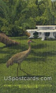 Sand Hill Crane, Sarasota Jungle Gardens - Florida FL  