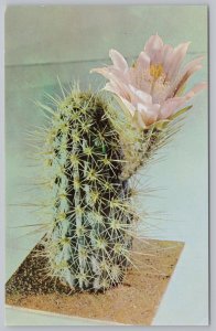 Flowers~Echinocereus Engelmanii Cactus Harvard Botany Museum~Vintage Postcard 