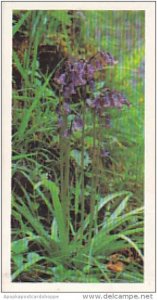 Brooke Bond Vintage Trade Card Woodland Wildlife 1980 No 4 Bluebell