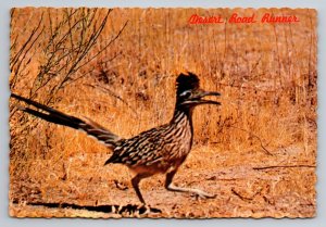 Desert Roadrunner In Arizona Vintage Unposted Postcard