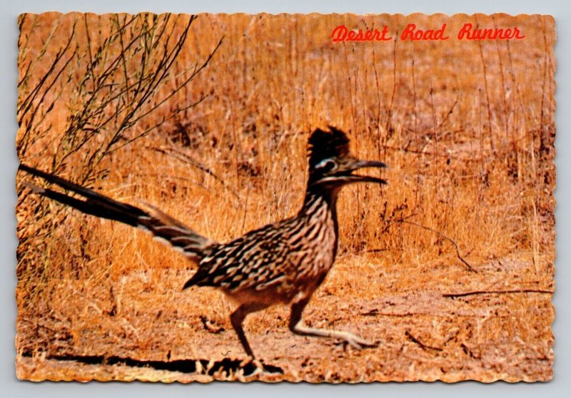 Desert Roadrunner In Arizona Vintage Unposted Postcard