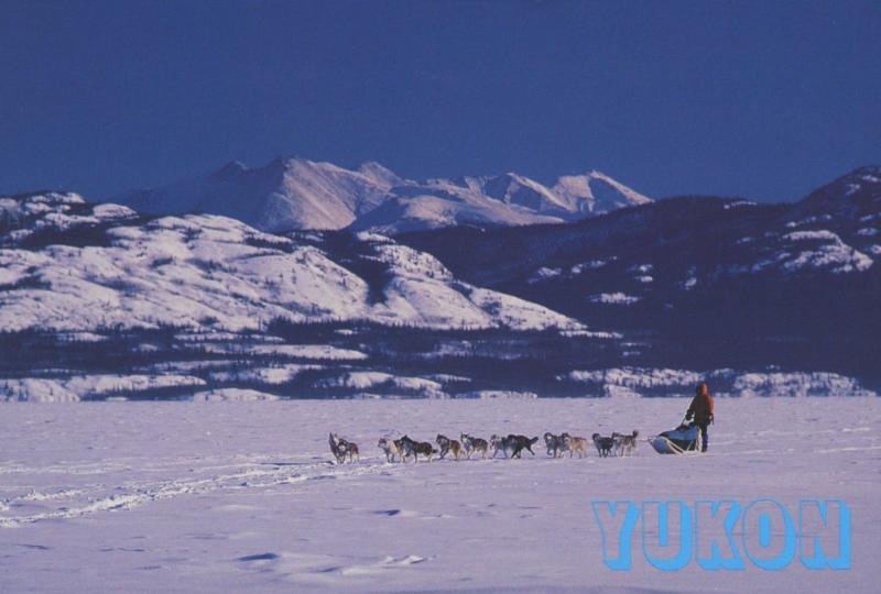 Dog Teams Sleds Yukon YT Sourdough Rondevous Yukon Quest Postcard D10a