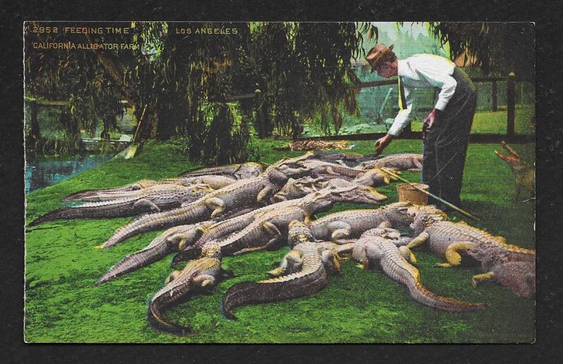 'Feeding Time' Alligator Farm Los Angeles CA Unused c1920s