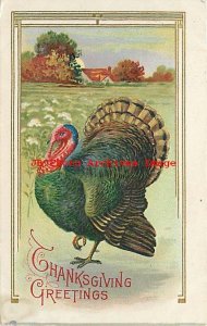 Thanksgiving, B PC No 226-4, Turkey in Field