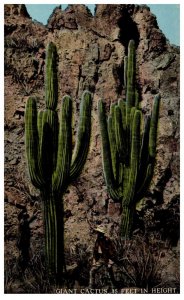 Giant Cactus, 45 feet in height