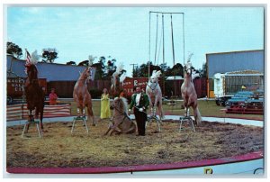 c1960 Trevor Bales Liberty Horses Circus Hall Fame Sarasota Florida FL Postcard