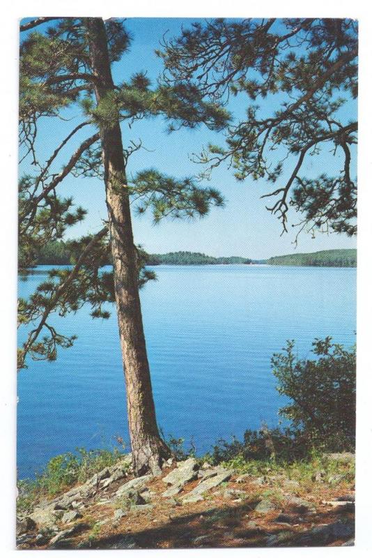 Norway Pines Sentinels of the Lake Country Michigan 1972