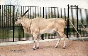 New York City Zoological Park Eland