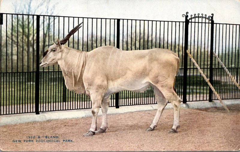 New York City Zoological Park Eland