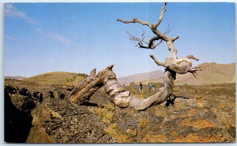 M-55271 Triple Twist Tree Craters of the Moon National Monument Idaho