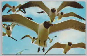 Animal~Sea Gulls~The Attraction Of Gulf Coast~Don R Bartels Pub~Vintage Postcard 