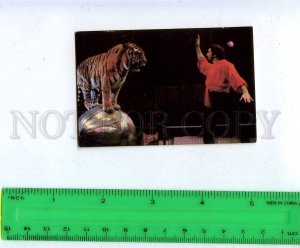 259322 USSR Circus trained tiger Pocket CALENDAR 1989 year