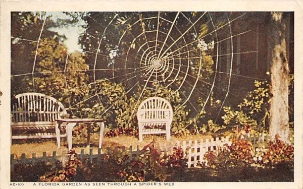 A Florida Garden as Seen Through a Spider's Web
