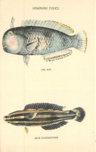 Postcard C-1910 Hawaii hand colored fish non postcard back undivided 23-8873