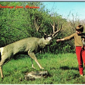 c1960s Montana Little Dear Boy Feeds Big Deer PlastiChrome Photo Postcard A68