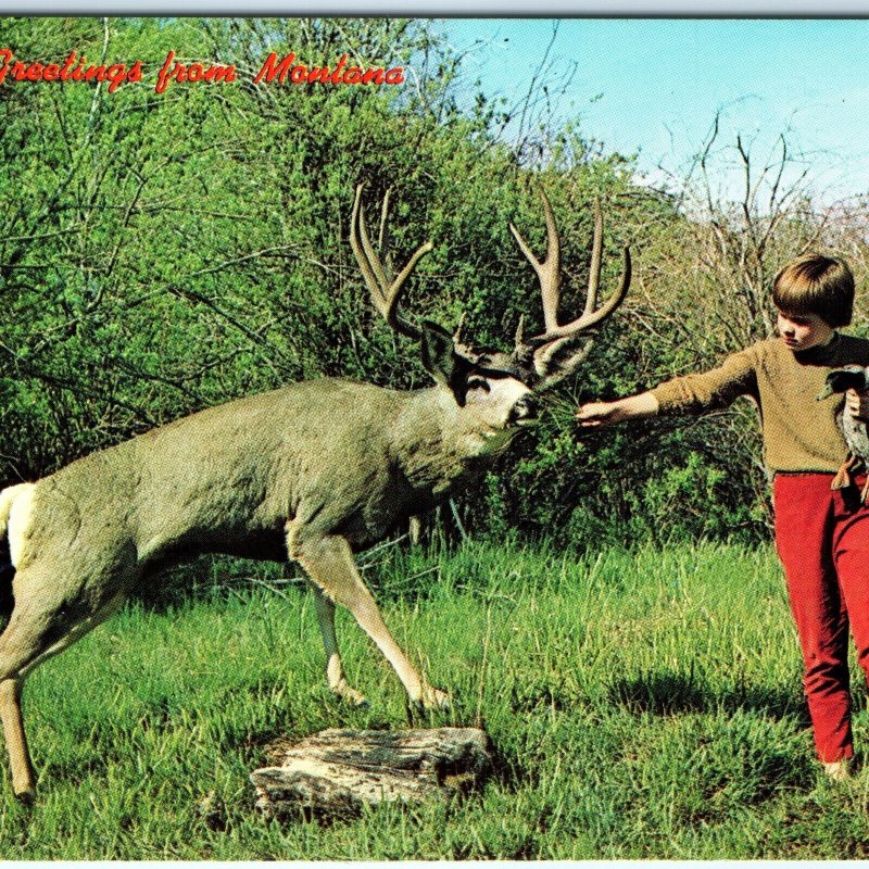 c1960s Montana Little Dear Boy Feeds Big Deer PlastiChrome Photo Postcard A68